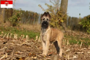 Scopri di più sull'articolo Allevatori di Bouvier des Ardennes e cuccioli a Brandeburgo