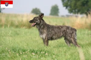 Scopri di più sull'articolo Allevatori di Bouvier des Ardennes e cuccioli in Hessen