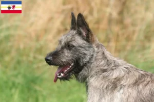 Scopri di più sull'articolo Allevatori di Bouvier des Ardennes e cuccioli in Mecklenburg-Vorpommern