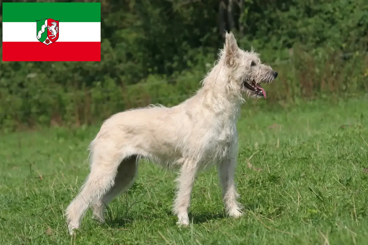 Scopri di più sull'articolo Allevatori di Bouvier des Ardennes e cuccioli in Nord Reno-Westfalia