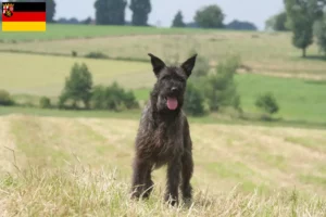 Scopri di più sull'articolo Allevatori di Bouvier des Ardennes e cuccioli in Renania-Palatinato