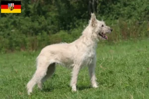 Scopri di più sull'articolo Allevatori di Bouvier des Ardennes e cuccioli in Saarland