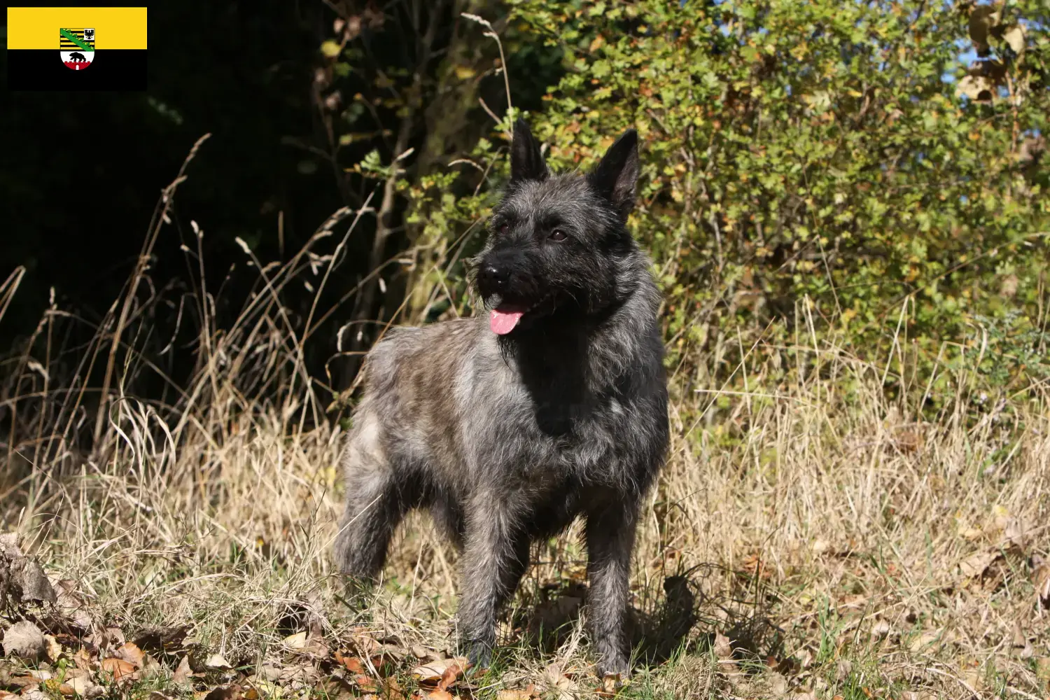 Scopri di più sull'articolo Allevatori di Bouvier des Ardennes e cuccioli in Sassonia-Anhalt