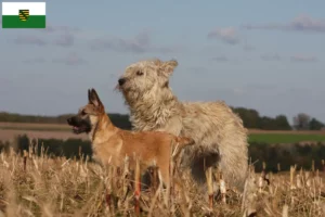 Scopri di più sull'articolo Allevatori di Bouvier des Ardennes e cuccioli in Sassonia