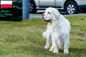 Scopri di più sull'articolo Allevatori di Clumber Spaniel e cuccioli in Polonia