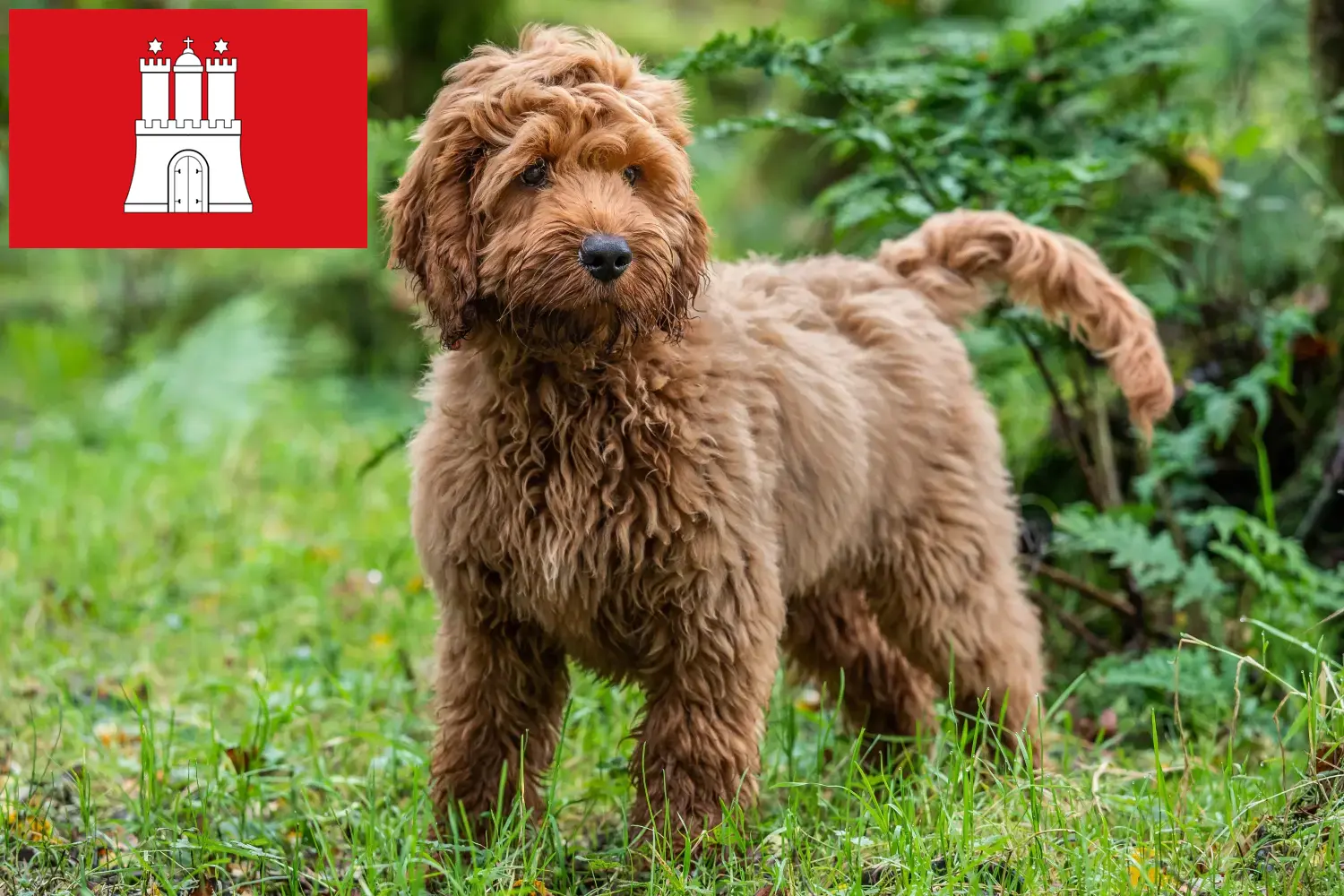 Scopri di più sull'articolo Allevatori di Cockapoo e cuccioli a Amburgo