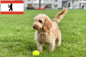 Scopri di più sull'articolo Allevatori di Cockapoo e cuccioli a Berlino