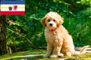 Scopri di più sull'articolo Allevatori di Cockapoo e cuccioli in Meclemburgo-Pomerania Anteriore