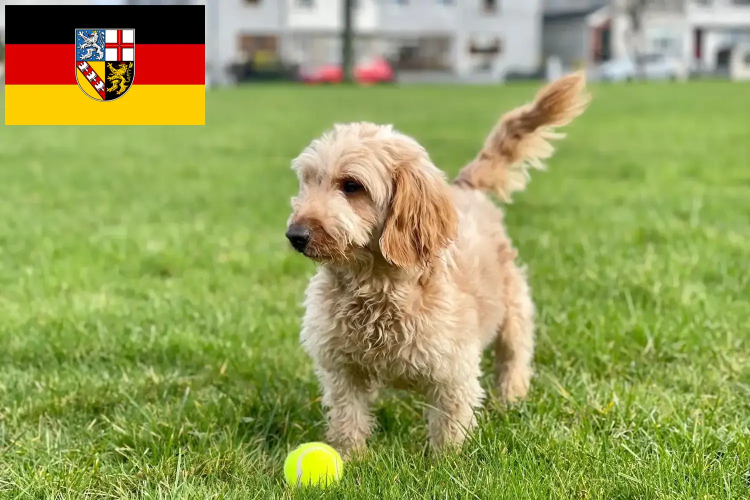 Scopri di più sull'articolo Allevatori di Cockapoo e cuccioli in Saarland