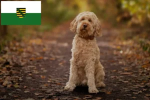 Scopri di più sull'articolo Allevatori di Cockapoo e cuccioli in Sassonia