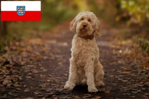 Scopri di più sull'articolo Allevatori di Cockapoo e cuccioli in Turingia