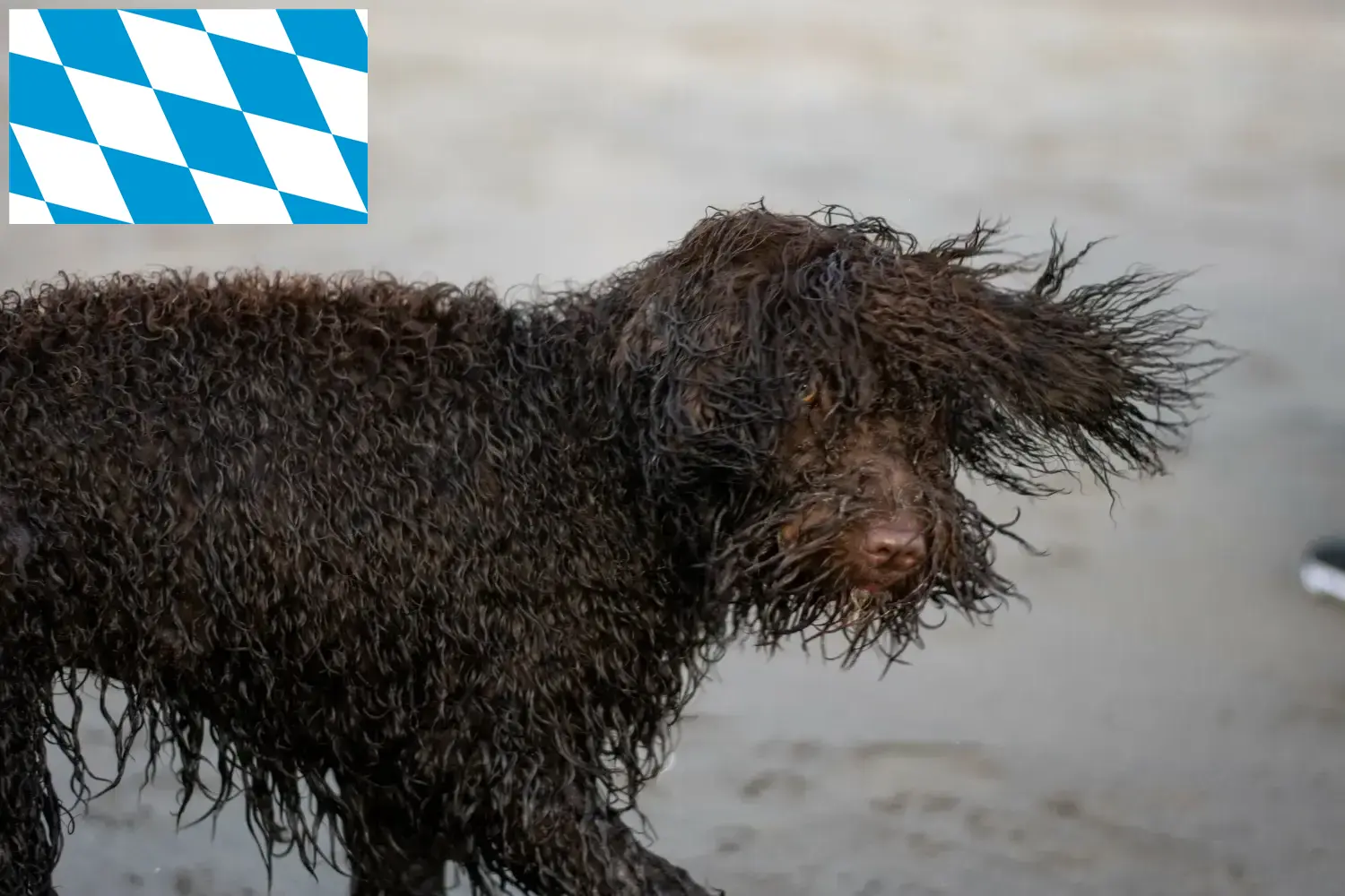 Scopri di più sull'articolo Allevatori di Irish Water Spaniel e cuccioli in Baviera