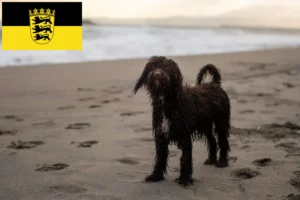 Scopri di più sull'articolo Allevatori di Irish Water Spaniel e cuccioli in Baden-Württemberg