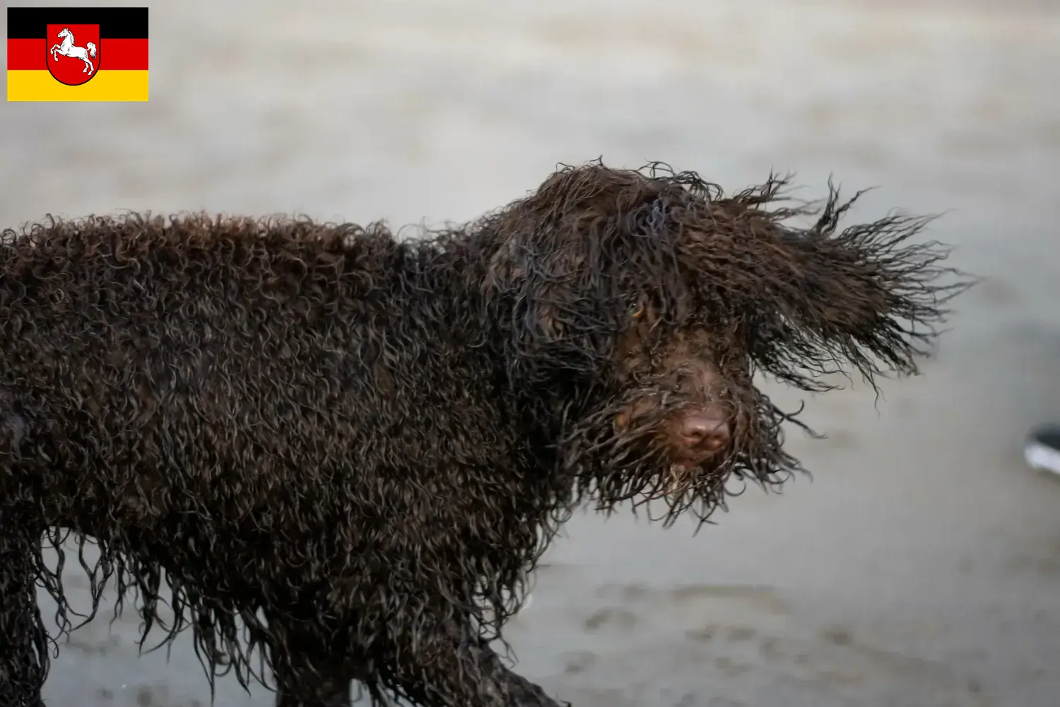 Scopri di più sull'articolo Allevatori di Irish Water Spaniel e cuccioli in Bassa Sassonia