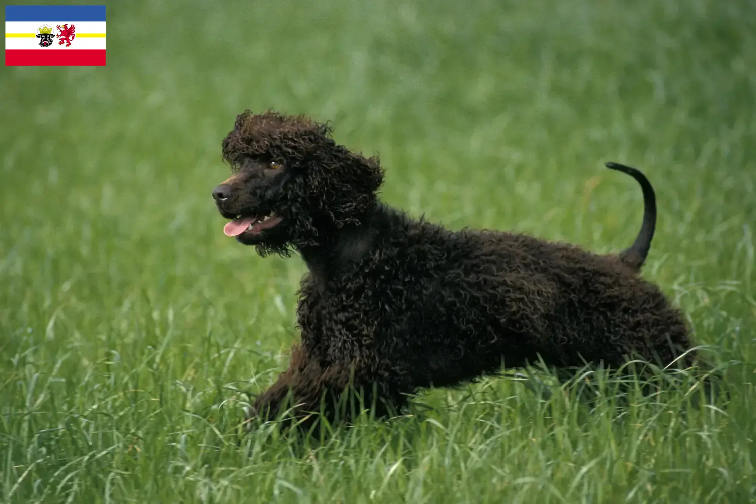 Scopri di più sull'articolo Allevatori di Irish Water Spaniel e cuccioli in Mecklenburg-Vorpommern