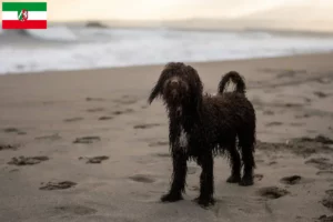 Scopri di più sull'articolo Allevatori di Irish Water Spaniel e cuccioli in Nord Reno-Westfalia