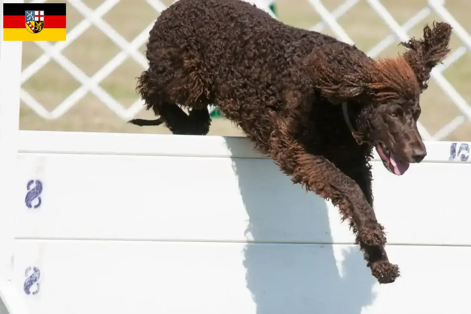 Scopri di più sull'articolo Allevatori di Irish Water Spaniel e cuccioli in Saarland