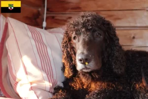 Scopri di più sull'articolo Allevatori e cuccioli di Irish Water Spaniel in Sassonia-Anhalt