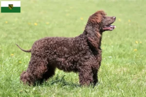 Scopri di più sull'articolo Allevatori di Irish Water Spaniel e cuccioli in Sassonia