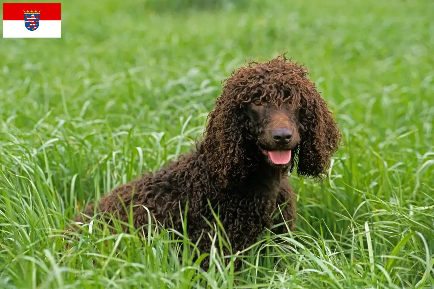 Scopri di più sull'articolo Allevatori di Irish Water Spaniel e cuccioli a Hessen