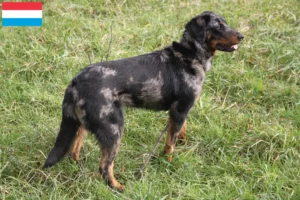 Scopri di più sull'articolo Allevatori di Beauceron e cuccioli in Lussemburgo