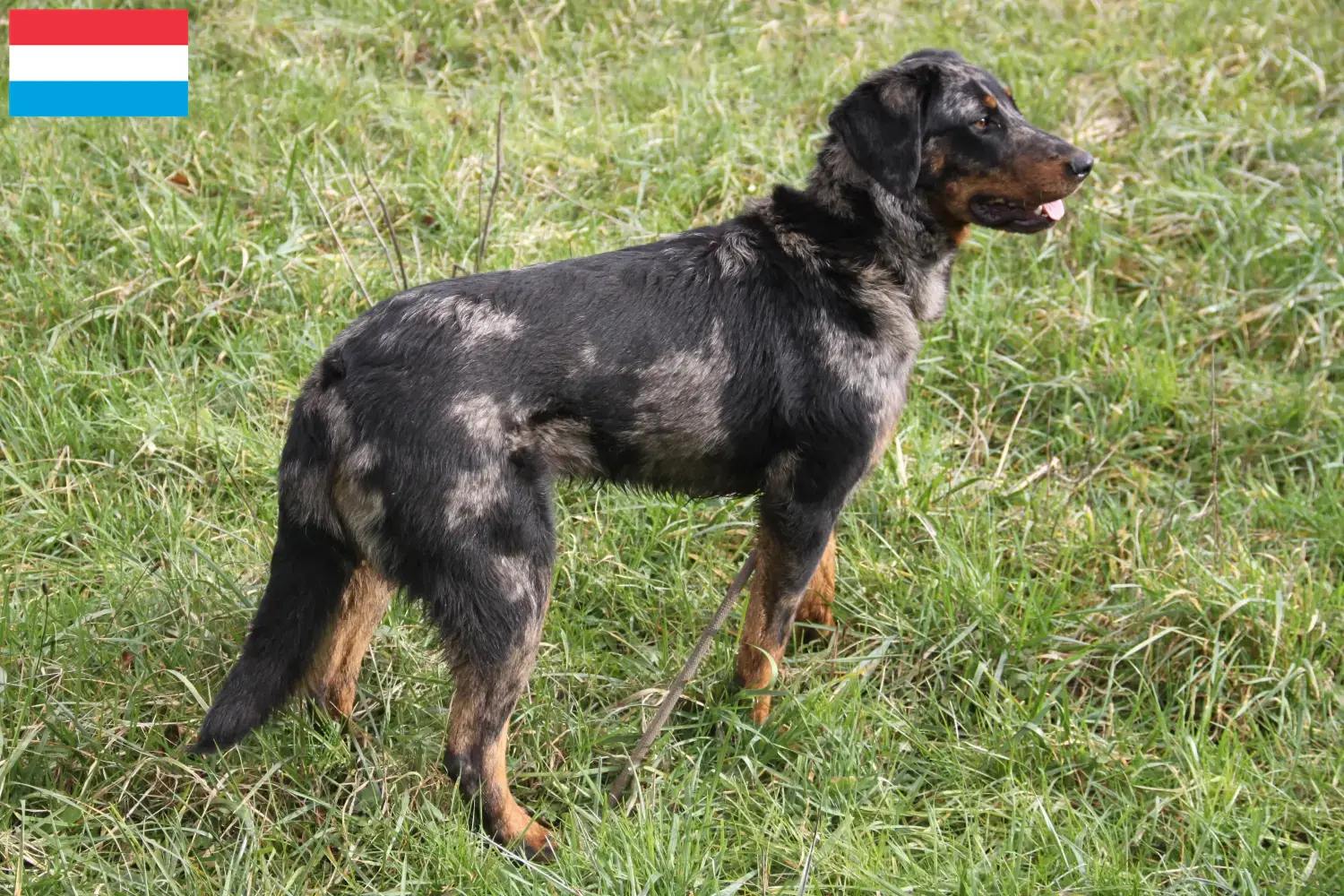 Scopri di più sull'articolo Allevatori di Beauceron e cuccioli in Lussemburgo