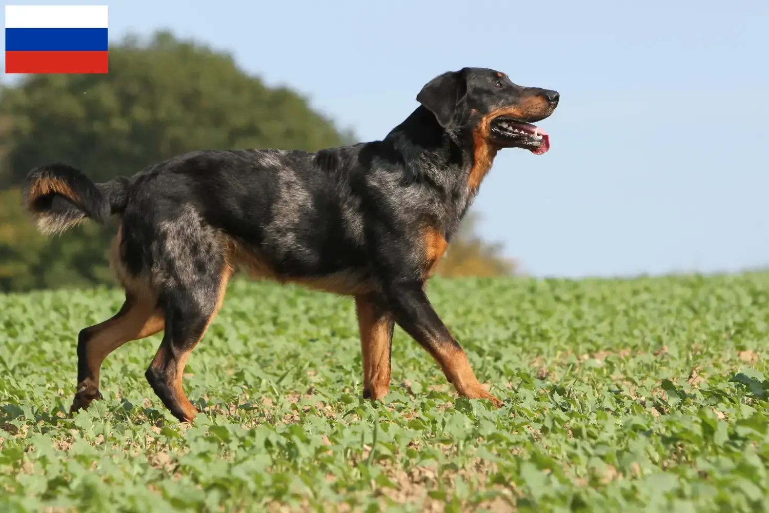 Scopri di più sull'articolo Allevatori e cuccioli di Beauceron in Russia