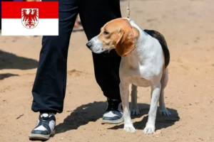 Scopri di più sull'articolo Allevatore di cani di bassa montagna e cuccioli in Brandeburgo