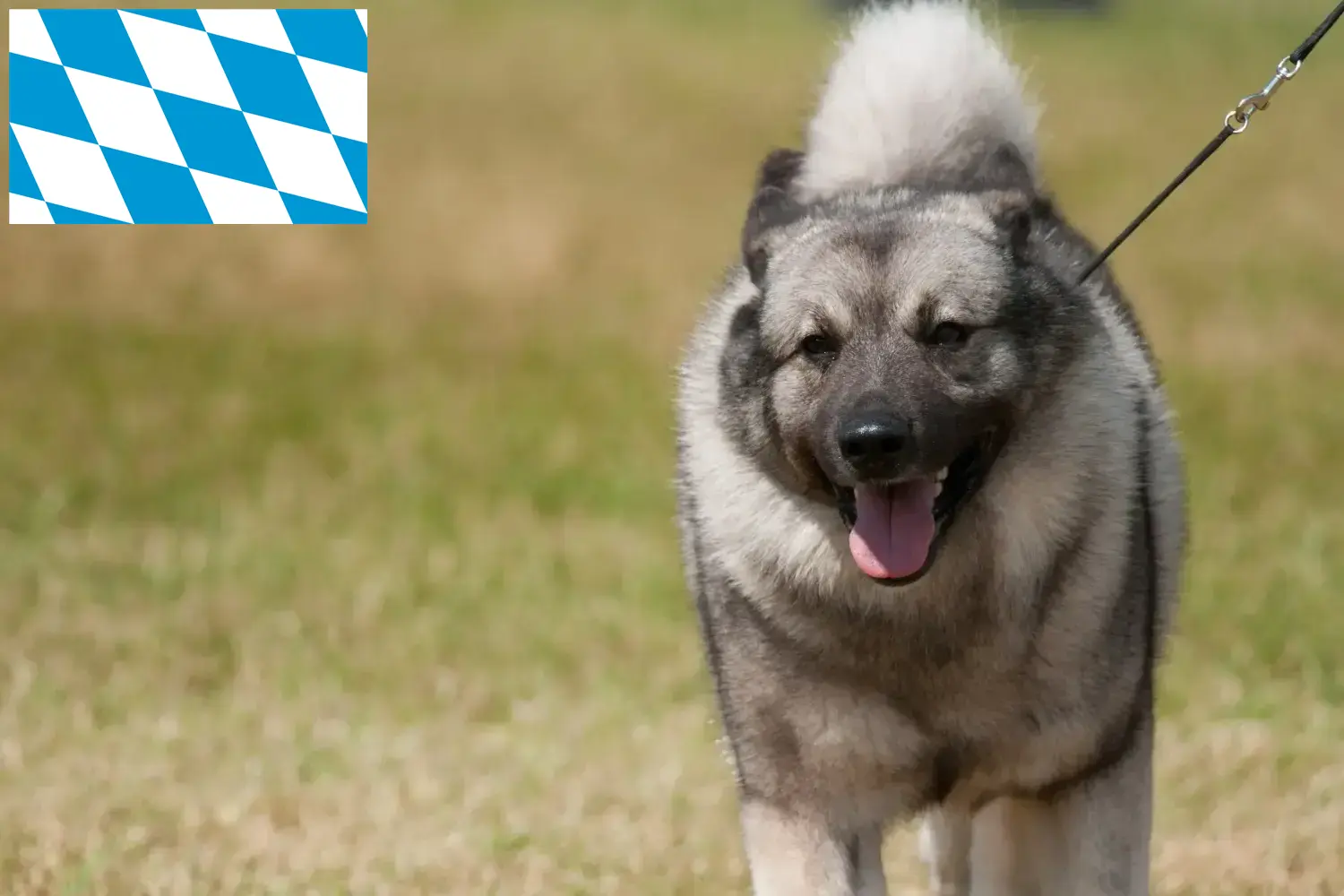 Scopri di più sull'articolo Allevatori e cuccioli di Elkhound norvegese in Baviera