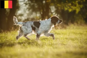 Scopri di più sull'articolo Allevatori di Springer Spaniel Inglese e cuccioli in Belgio