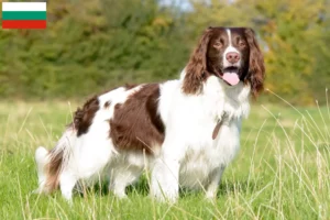 Scopri di più sull'articolo Allevatori di Springer Spaniel Inglese e cuccioli in Bulgaria