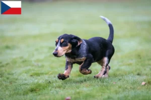 Scopri di più sull'articolo Allevatori di Basset bleu de Gascogne e cuccioli in Repubblica Ceca