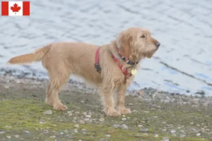 Scopri di più sull'articolo Allevatori di Basset fauve de Bretagne e cuccioli in Canada