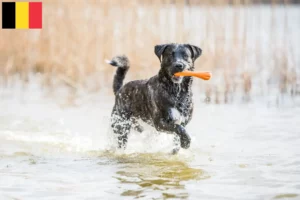 Scopri di più sull'articolo Allevatori e cuccioli di Cão Fila de São Miguel in Belgio