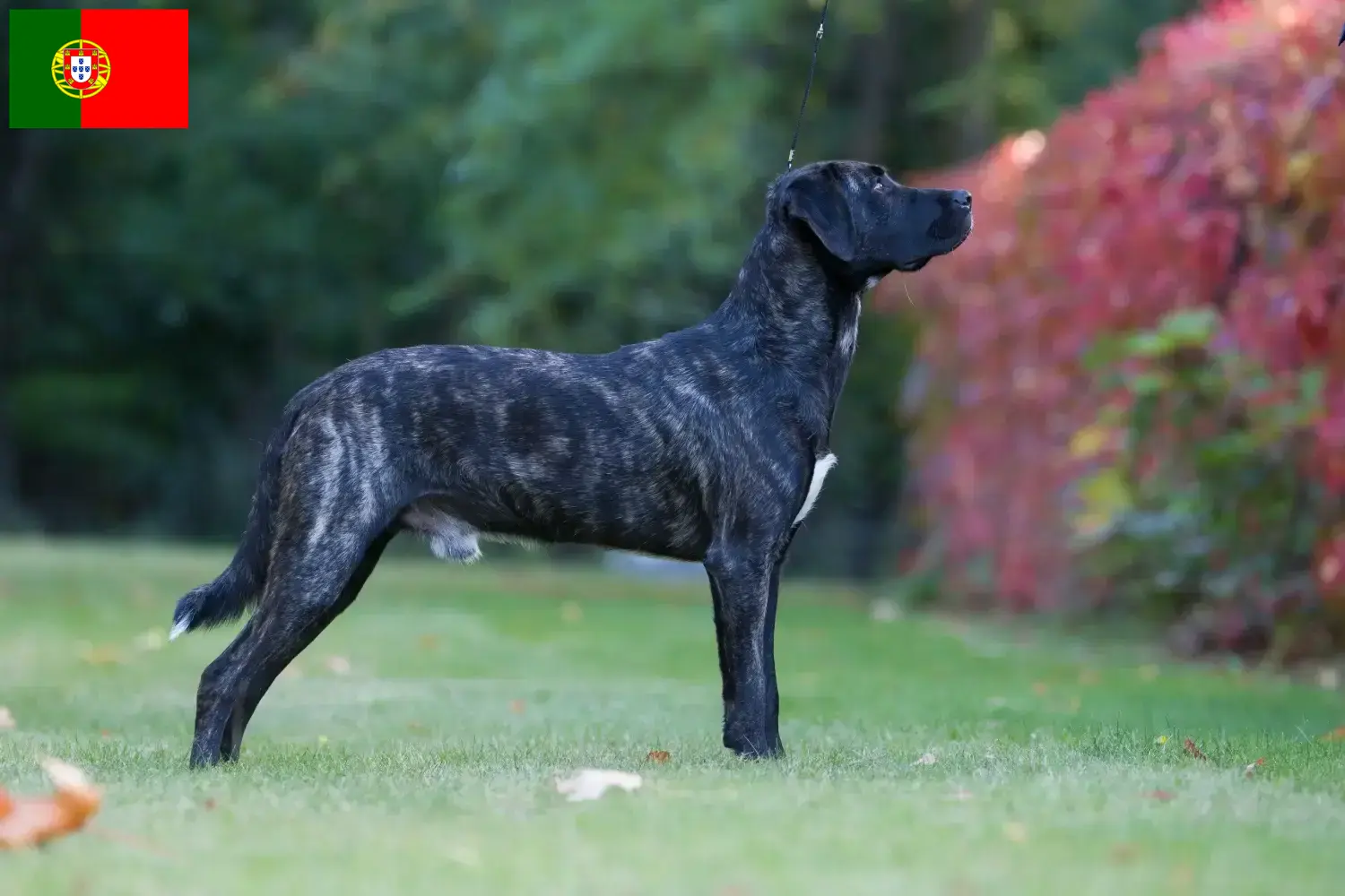 Scopri di più sull'articolo Allevatori e cuccioli di Cão Fila de São Miguel in Portogallo