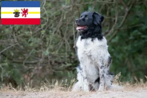 Scopri di più sull'articolo Allevatori e cuccioli di Stabij in Meclemburgo-Pomerania Anteriore