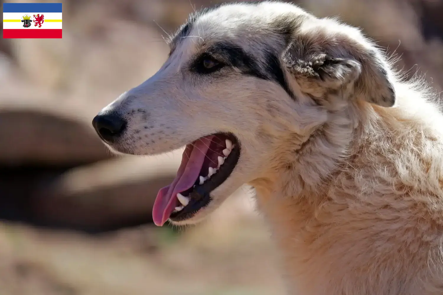 Scopri di più sull'articolo Allevatori di Aidi e cuccioli in Meclemburgo-Pomerania Anteriore