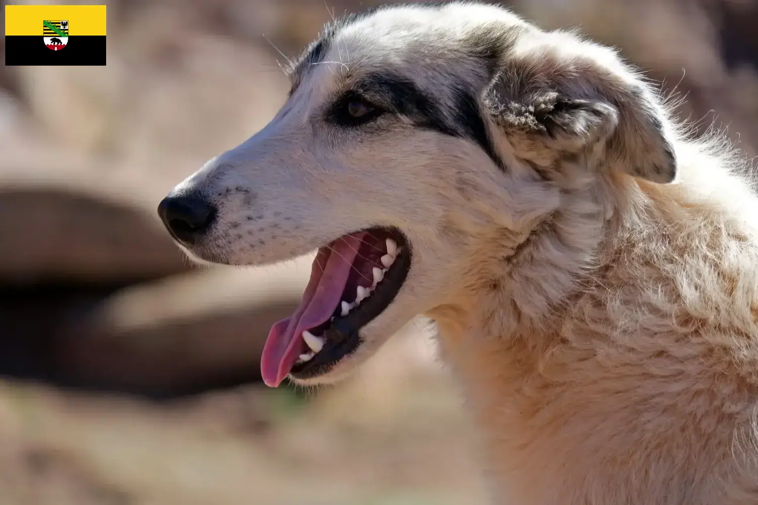 Scopri di più sull'articolo Allevatori di Aidi e cuccioli in Sassonia-Anhalt