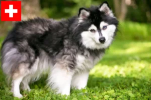 Scopri di più sull'articolo Allevatori di Alaskan Klee Kai e cuccioli in Svizzera