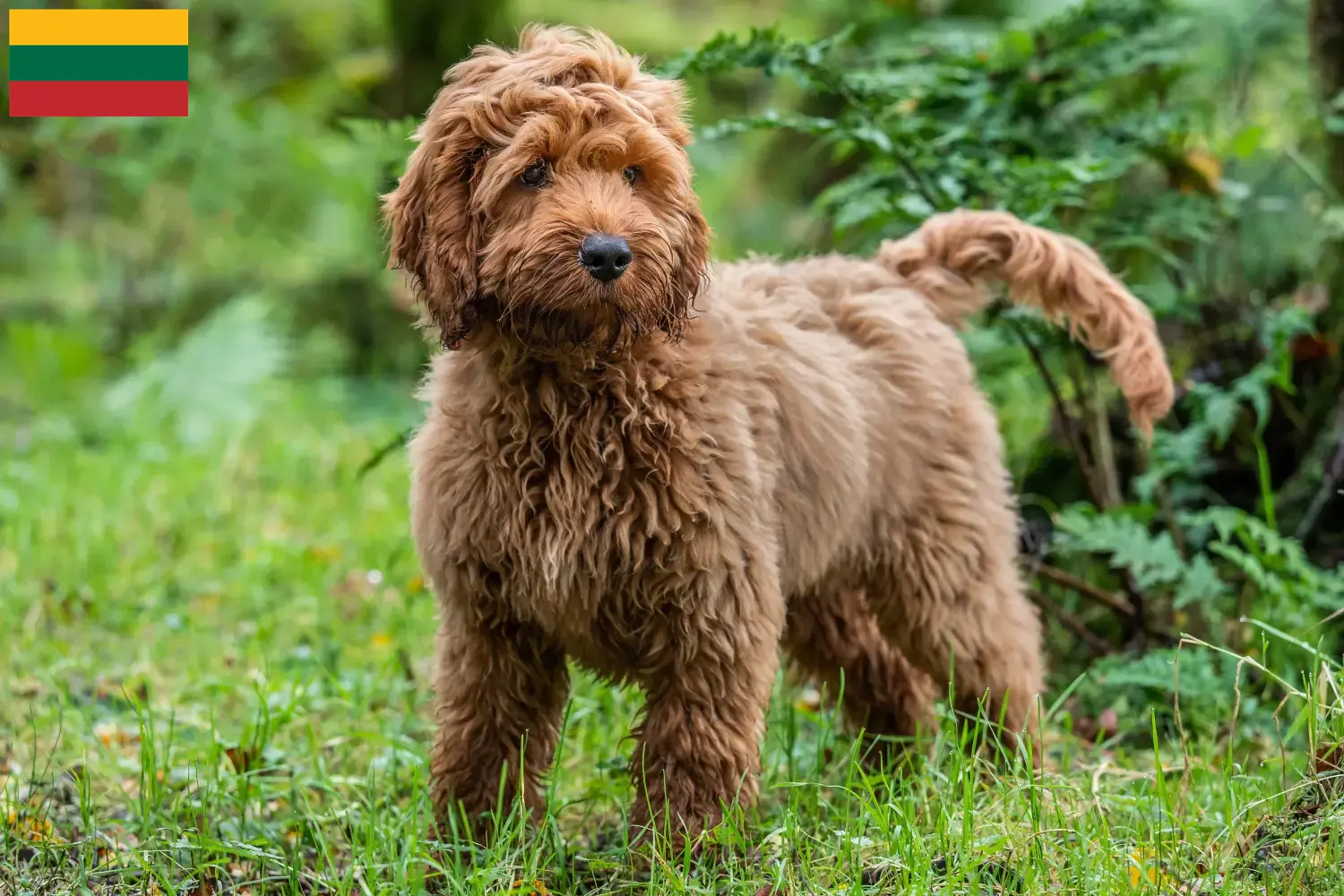 Scopri di più sull'articolo Allevatori di Cockapoo e cuccioli in Lituania