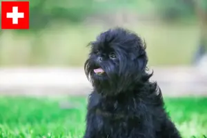 Scopri di più sull'articolo Allevatori di Affenpinscher e cuccioli in Svizzera