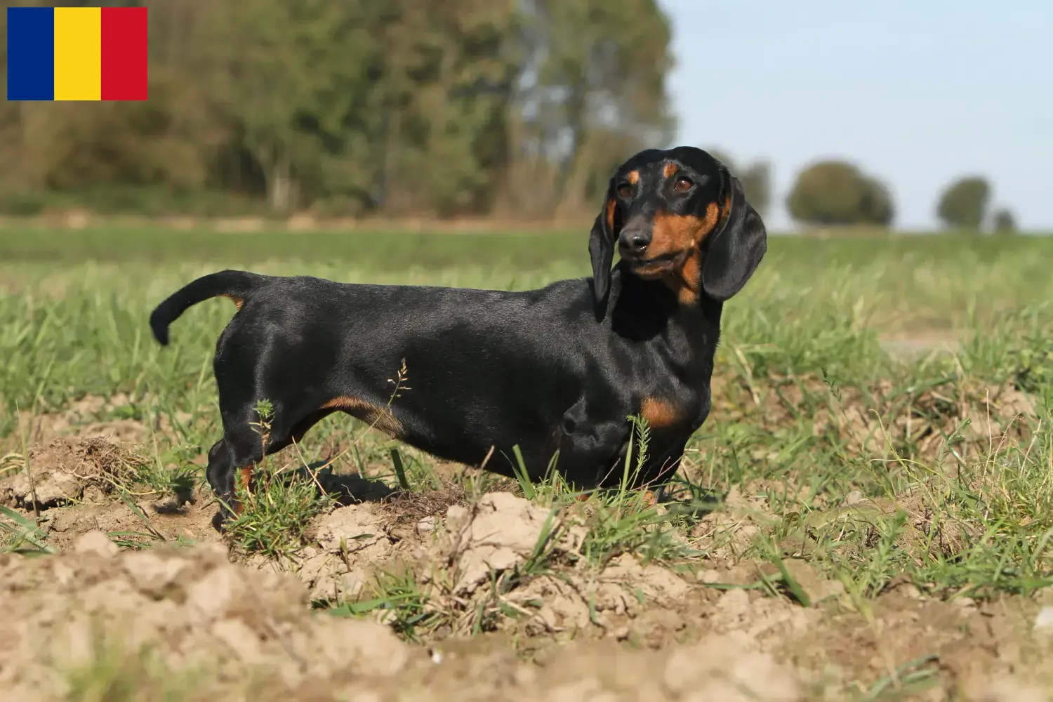 Scopri di più sull'articolo Allevatori di bassotti e cuccioli in Romania