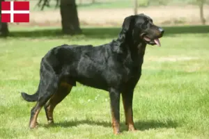 Scopri di più sull'articolo Allevatori di Beauceron e cuccioli in Danimarca