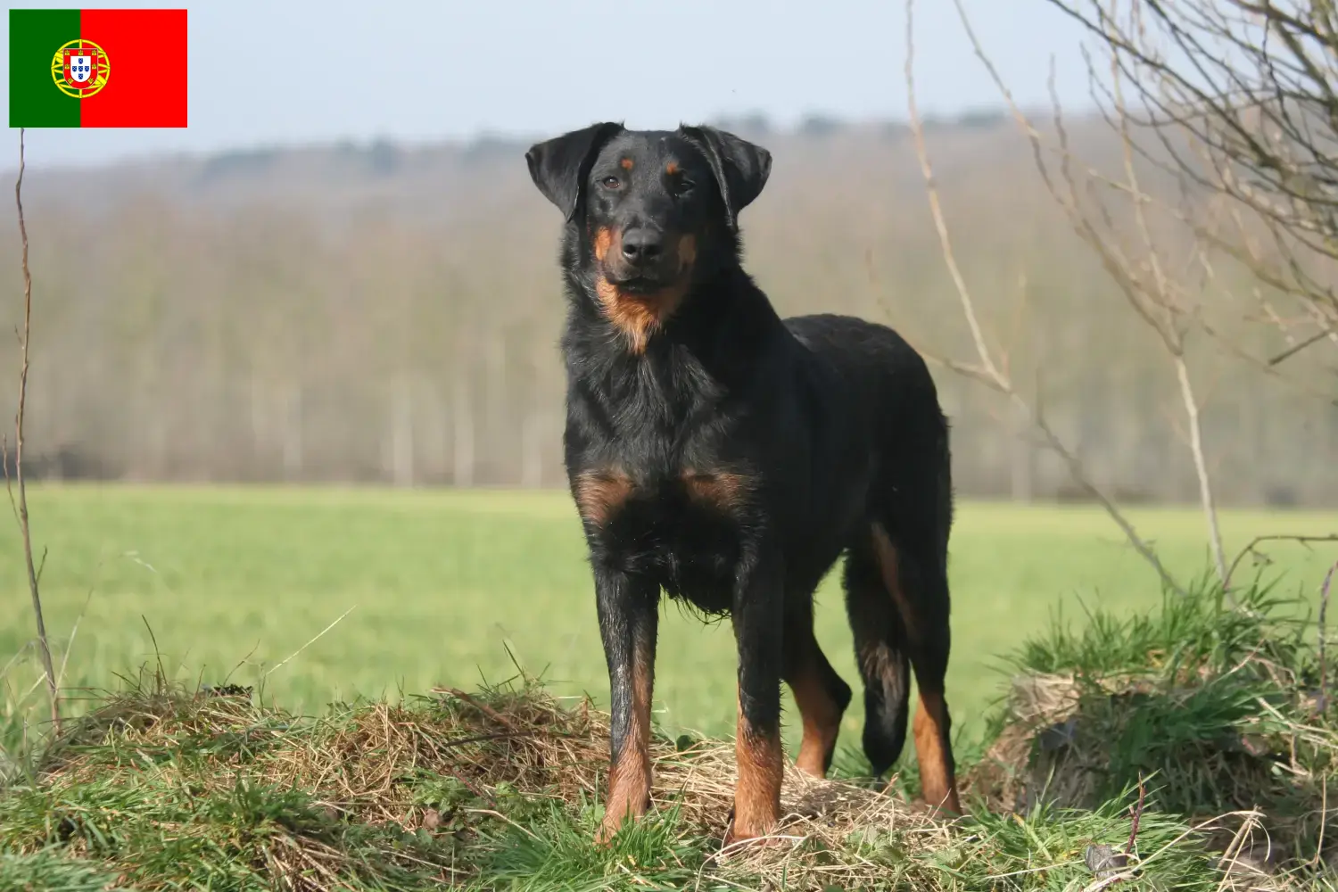 Scopri di più sull'articolo Allevatori di Beauceron e cuccioli in Portogallo