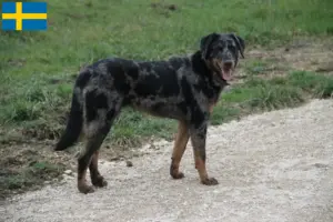 Scopri di più sull'articolo Allevatori di Beauceron e cuccioli in Svezia