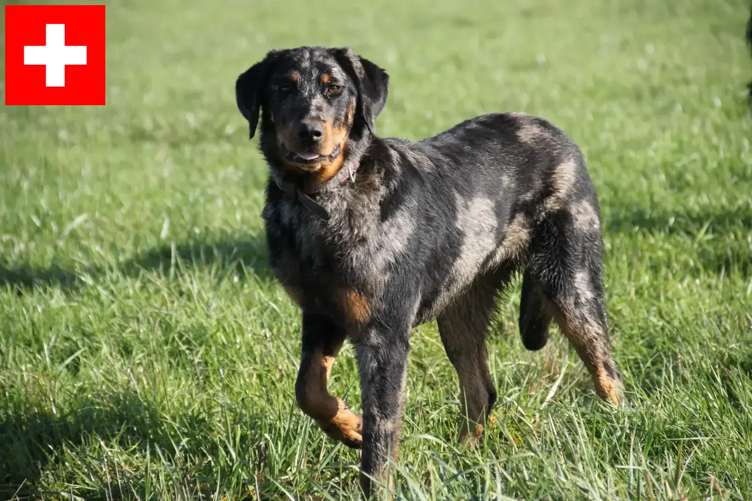 Scopri di più sull'articolo Allevatori di Beauceron e cuccioli in Svizzera