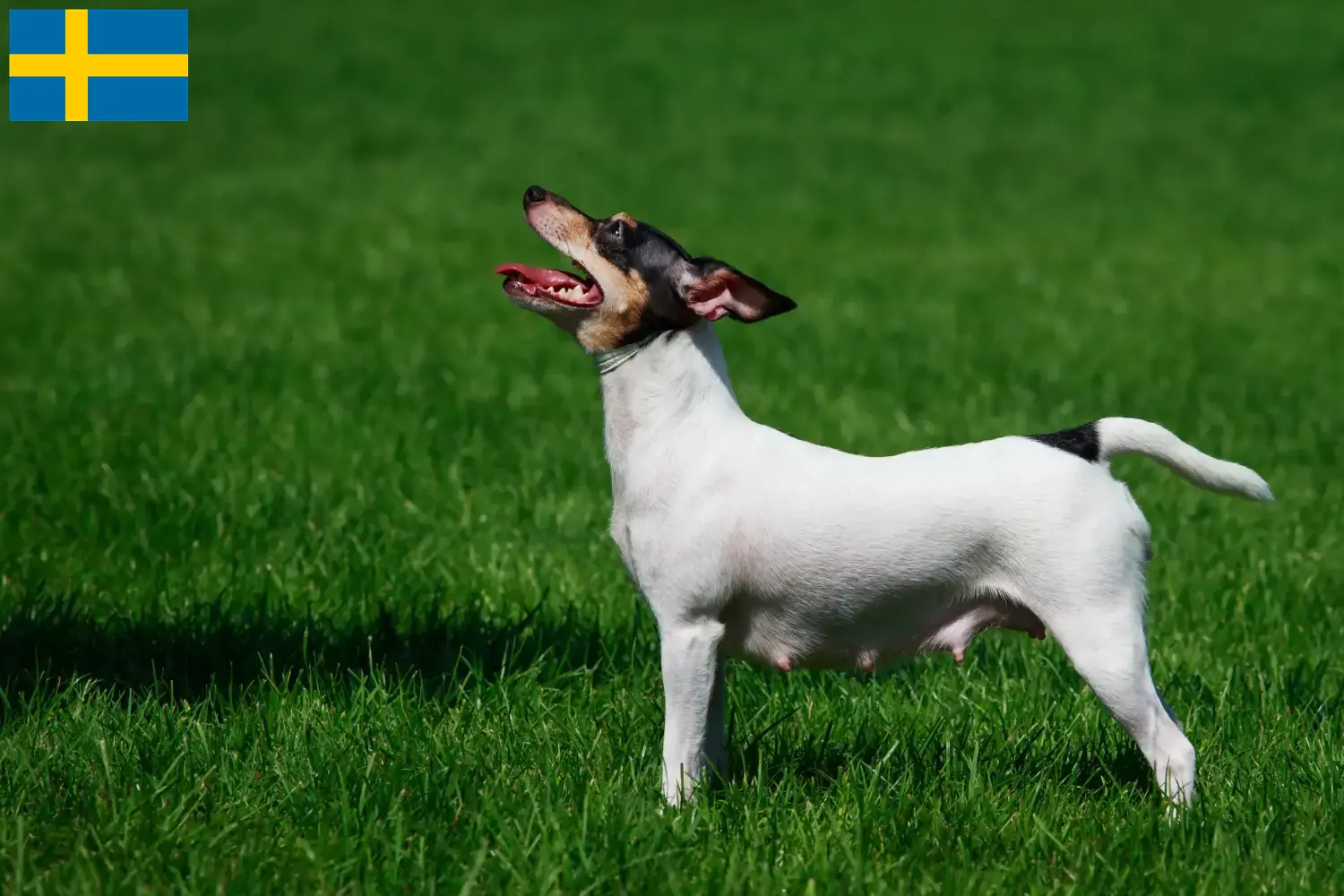 Scopri di più sull'articolo Allevatori di American Toy Terrier e cuccioli in Svezia