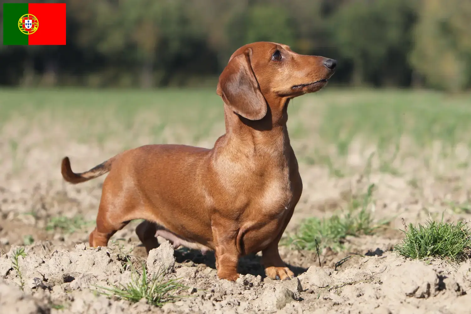 Scopri di più sull'articolo Allevatori di bassotti e cuccioli in Portogallo