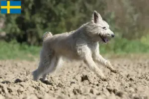 Scopri di più sull'articolo Allevatori di Bouvier des Ardennes e cuccioli in Svezia