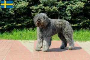 Scopri di più sull'articolo Allevatori di Bouvier des Flandres e cuccioli in Svezia